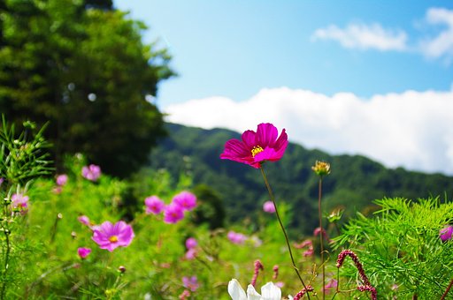 高原は秋