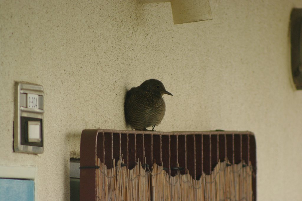 この鳥の名前は？