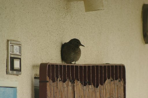 この鳥の名前は？