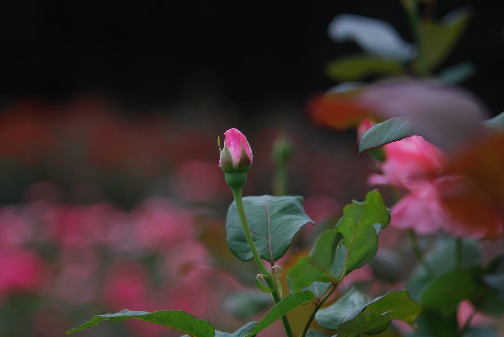 砧公園、名残薔薇