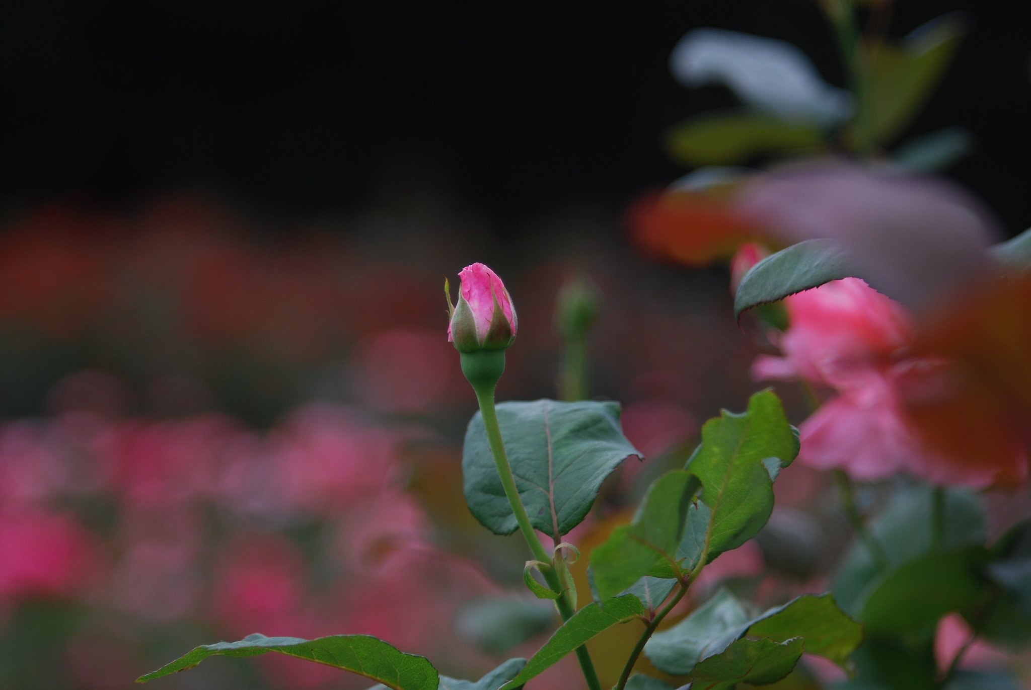 砧公園、名残薔薇