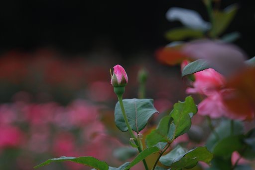 砧公園、名残薔薇