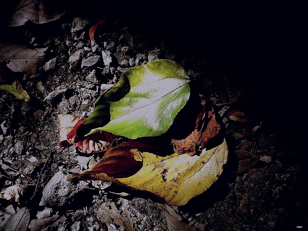 【秋】　リアルな秋