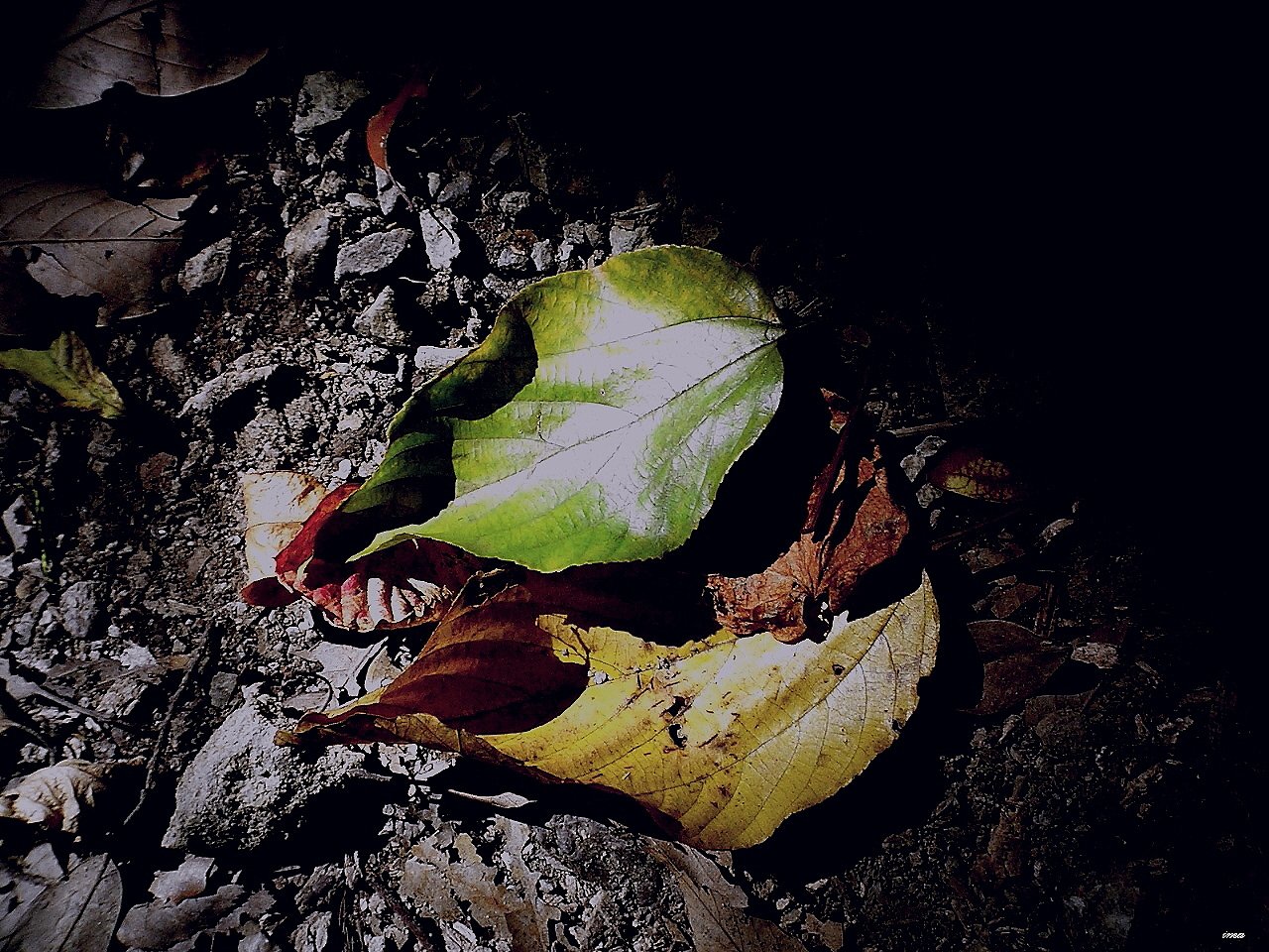 【秋】　リアルな秋
