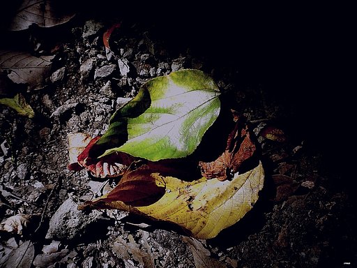 【秋】　リアルな秋