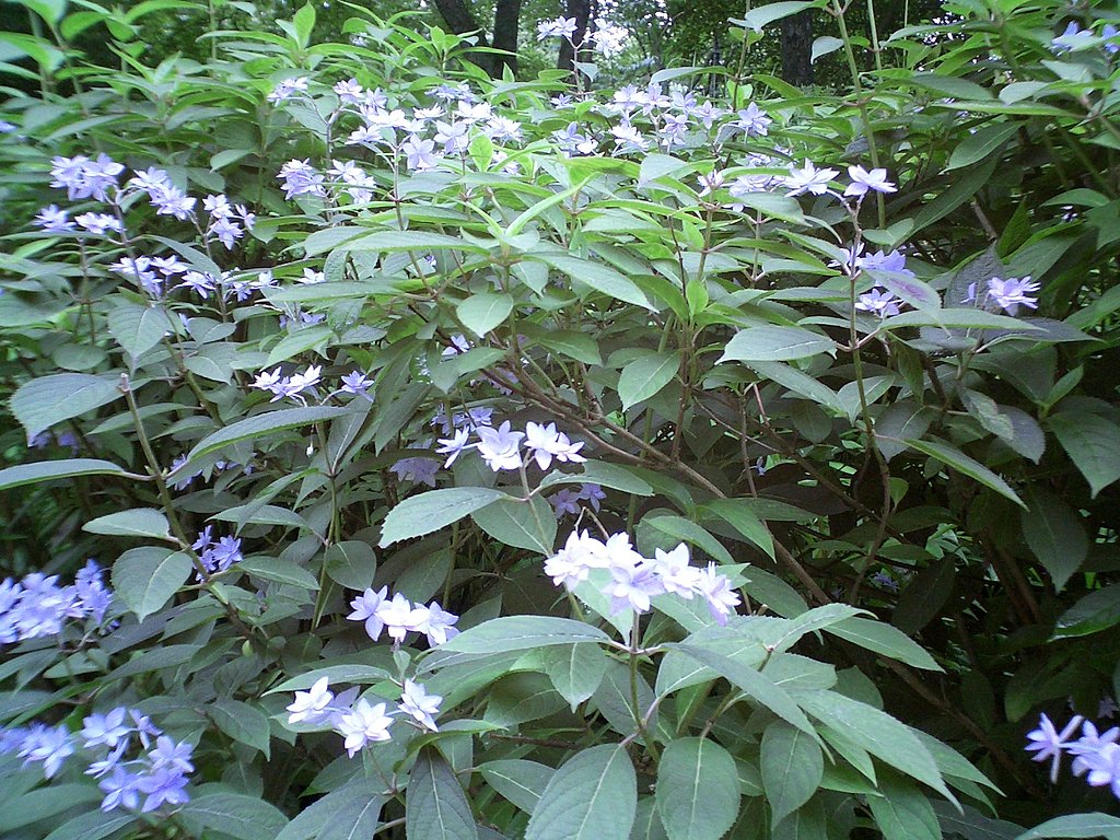 幻の山紫陽花（シチダンカ）