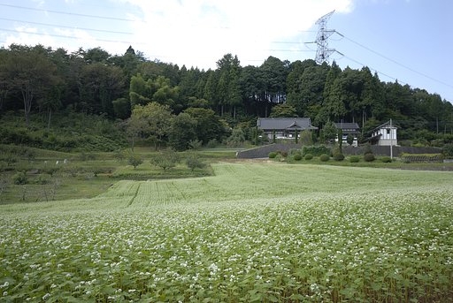 初秋の頃-2