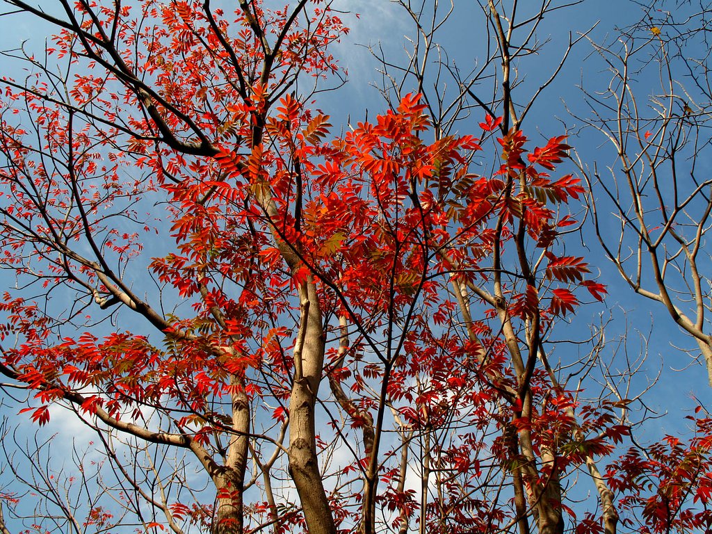 わが街にも紅葉が