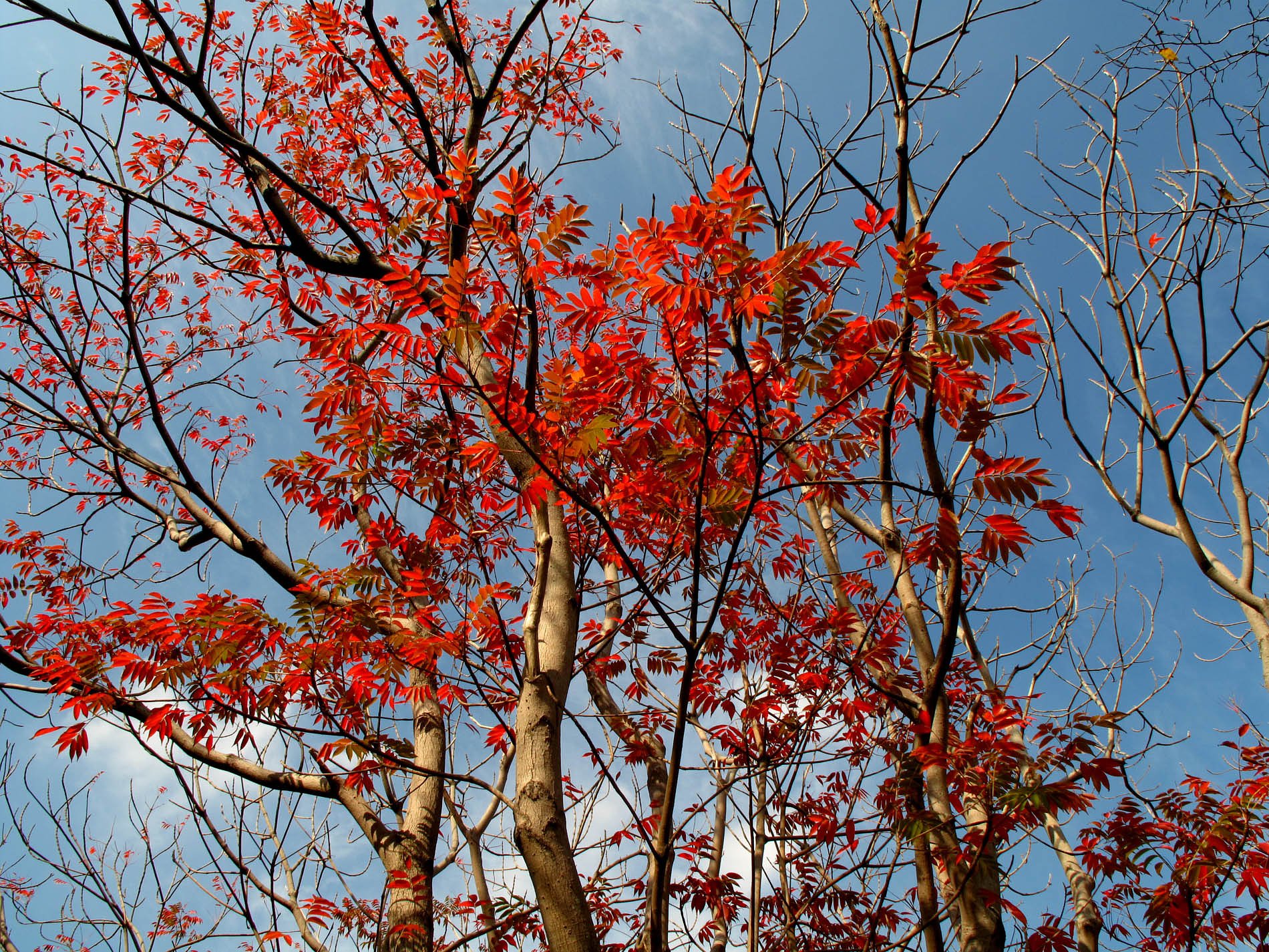 わが街にも紅葉が