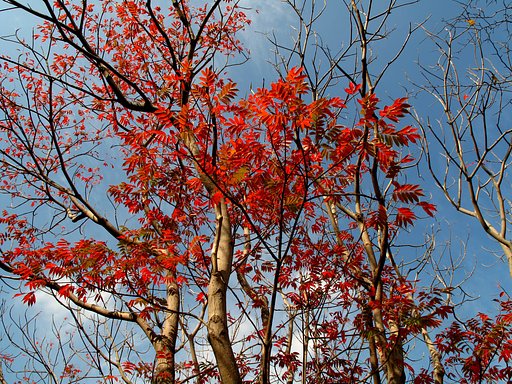 わが街にも紅葉が