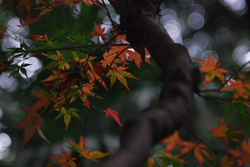 明治神宮宝物殿の周辺にて