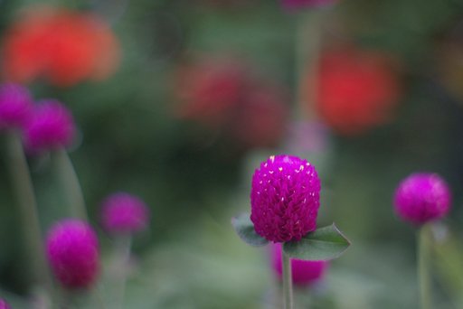 毎日香じゃなく千日紅