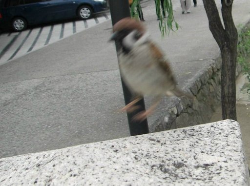 【スピード】スズメの着陸速度