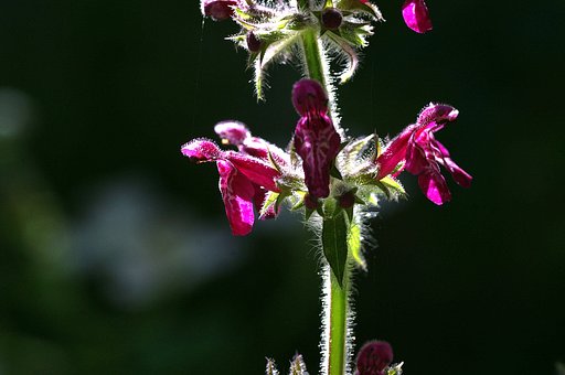 【紫１９】エイリアン【毛】