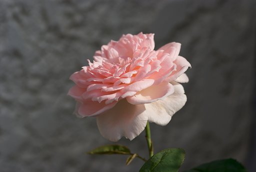 薔薇
