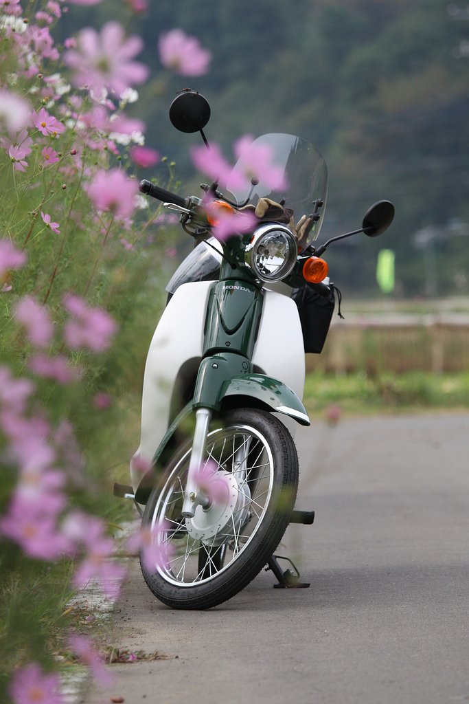 秋桜