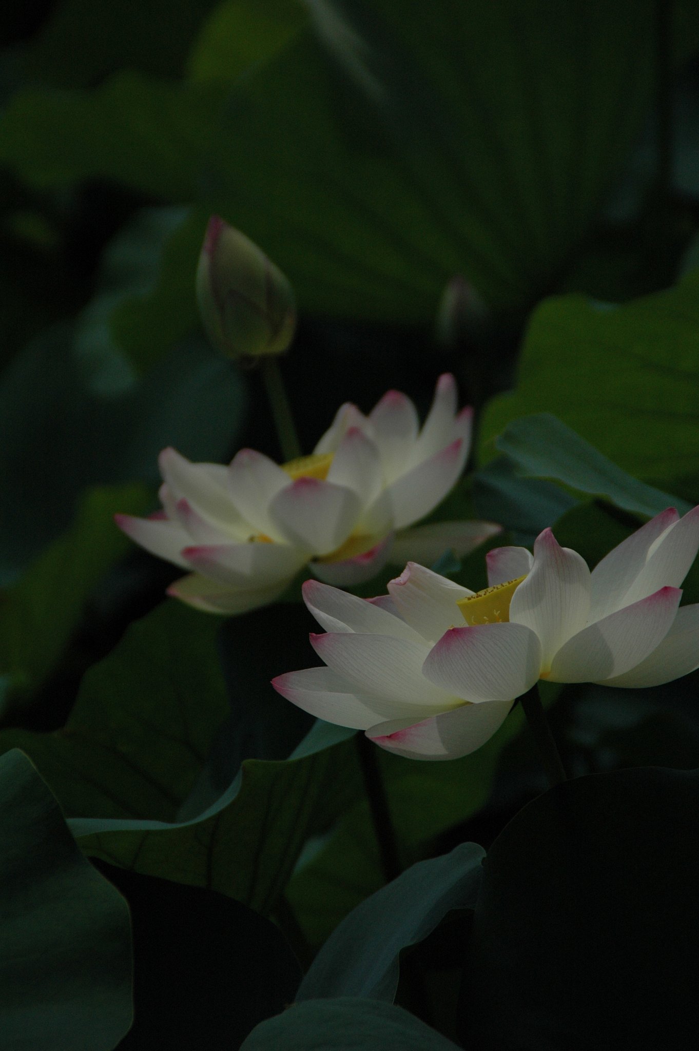 長居公園の蓮