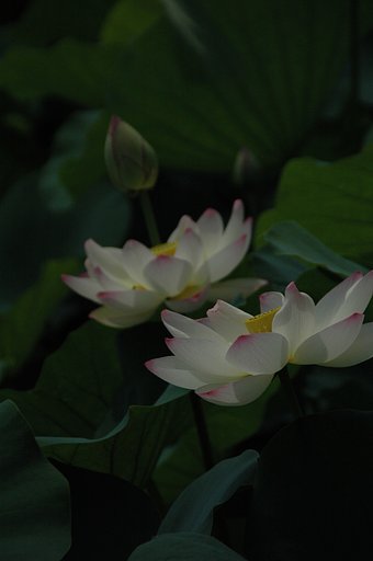 長居公園の蓮