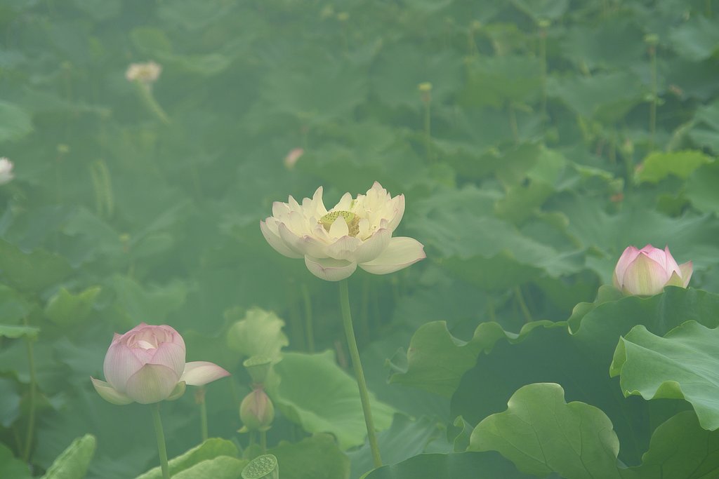 蓮の花