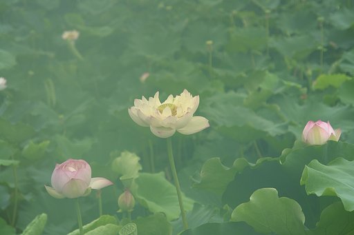 蓮の花