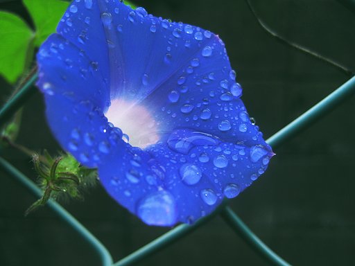 青と水玉