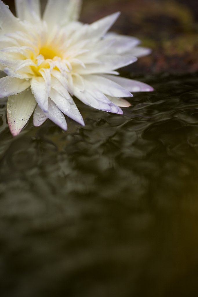 あいにくの雨