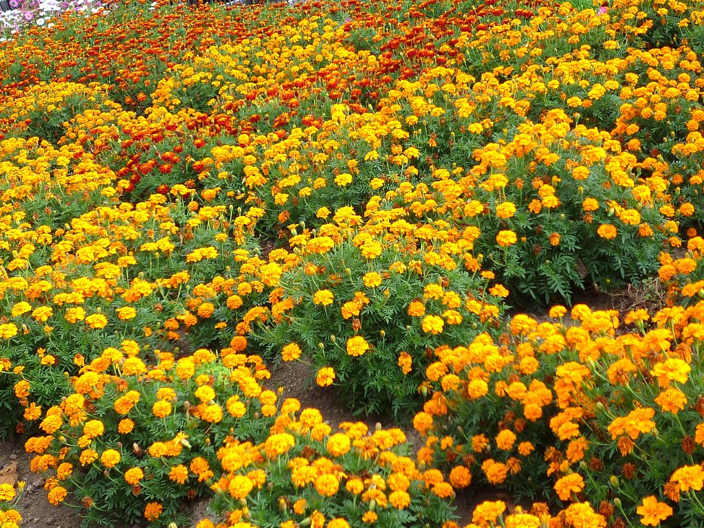 オレンジ色　花