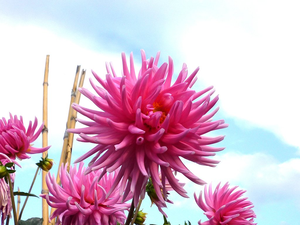 菊＆青空