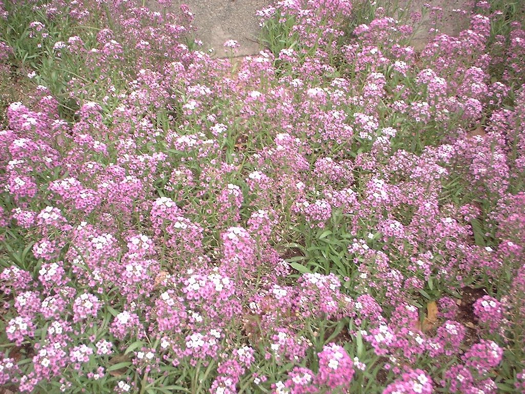 小花