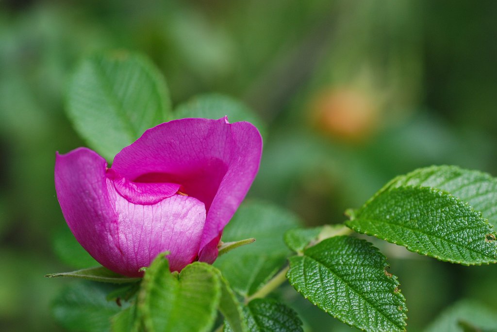 ハマナスの花