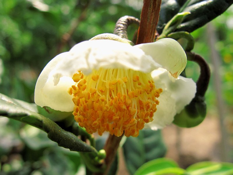 お茶の花