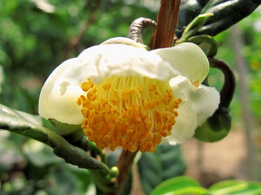 お茶の花