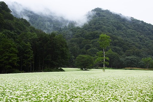 蕎麦の郷