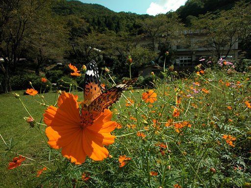 蝶撮れましたので。