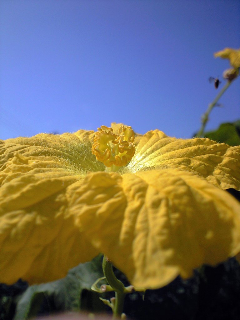 野菜の花