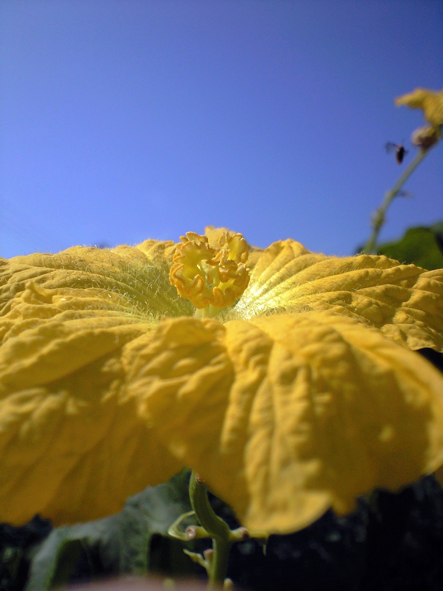 野菜の花