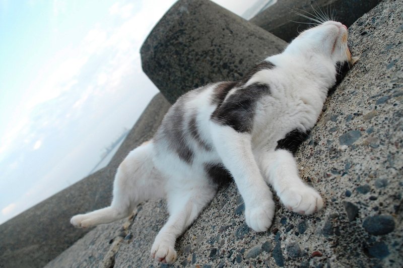 猫の開き