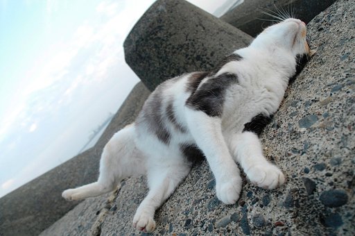 猫の開き