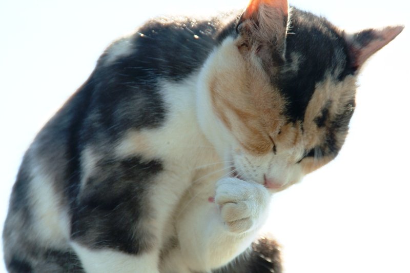 笑う猫。