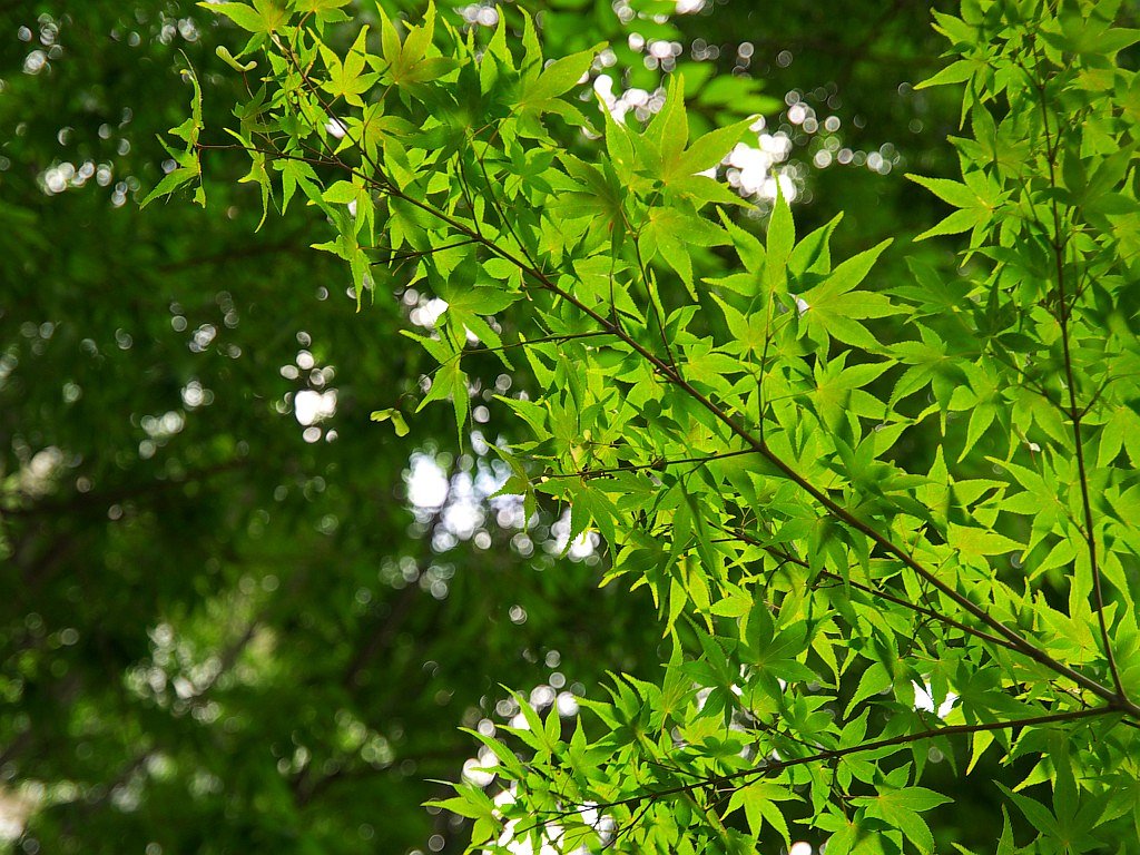 青い紅葉