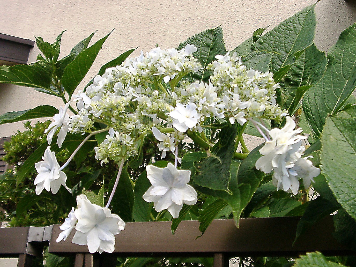 ◆まだ咲いていたアジサイ