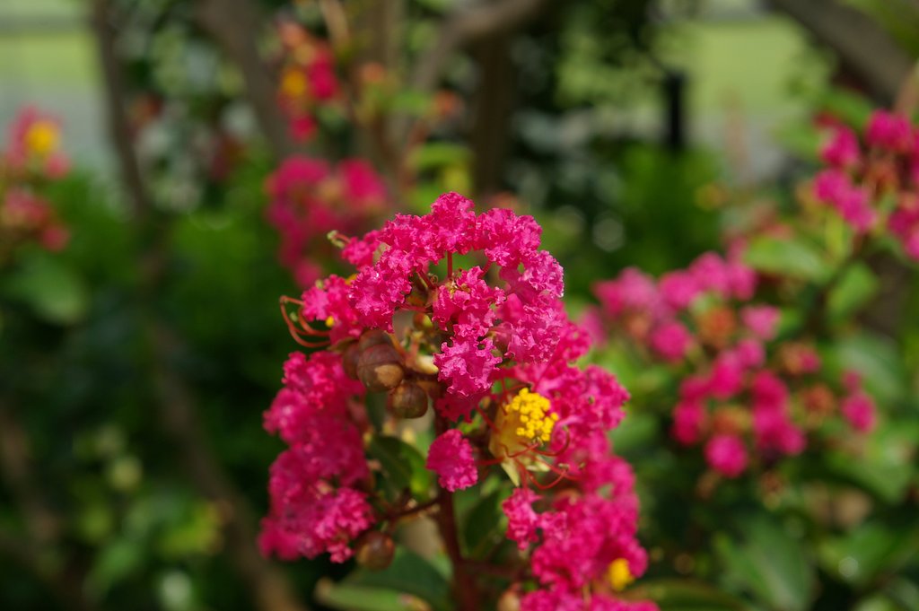 さるすべりの花