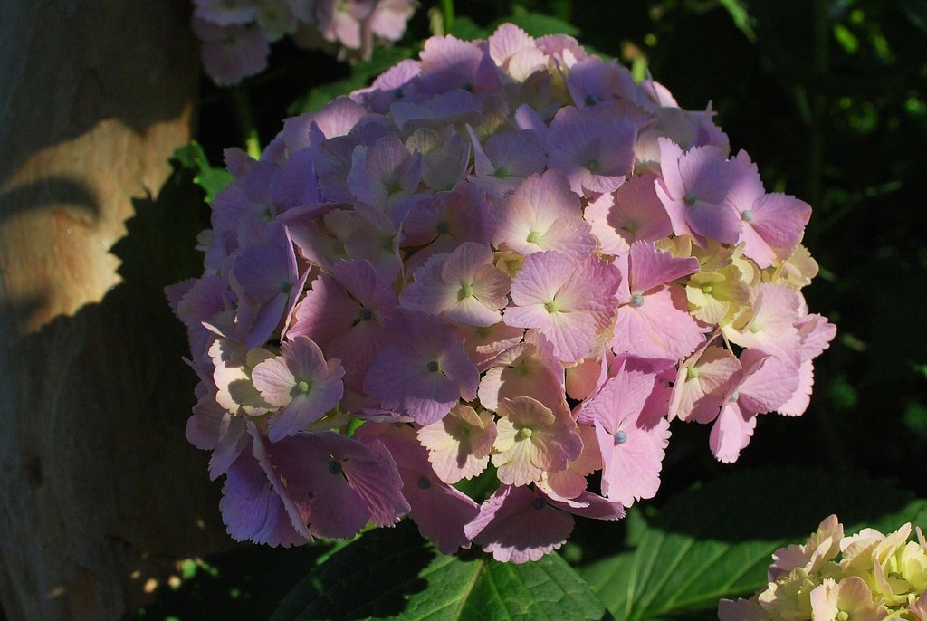 「夕陽」・と・「紫陽花」