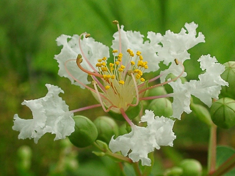 サルスベリの花