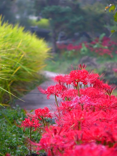 彼岸花の季節