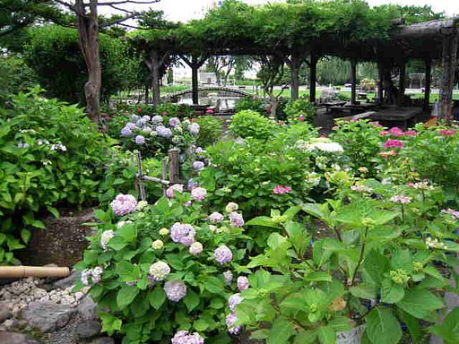 酒屋の紫陽花