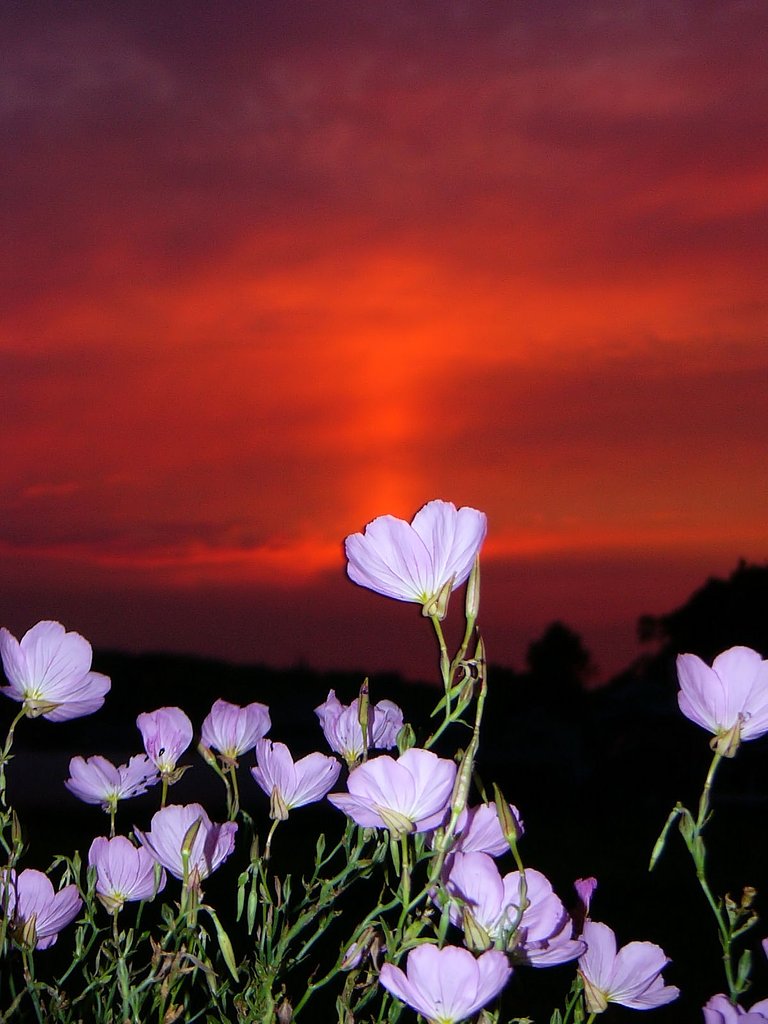 夕焼け