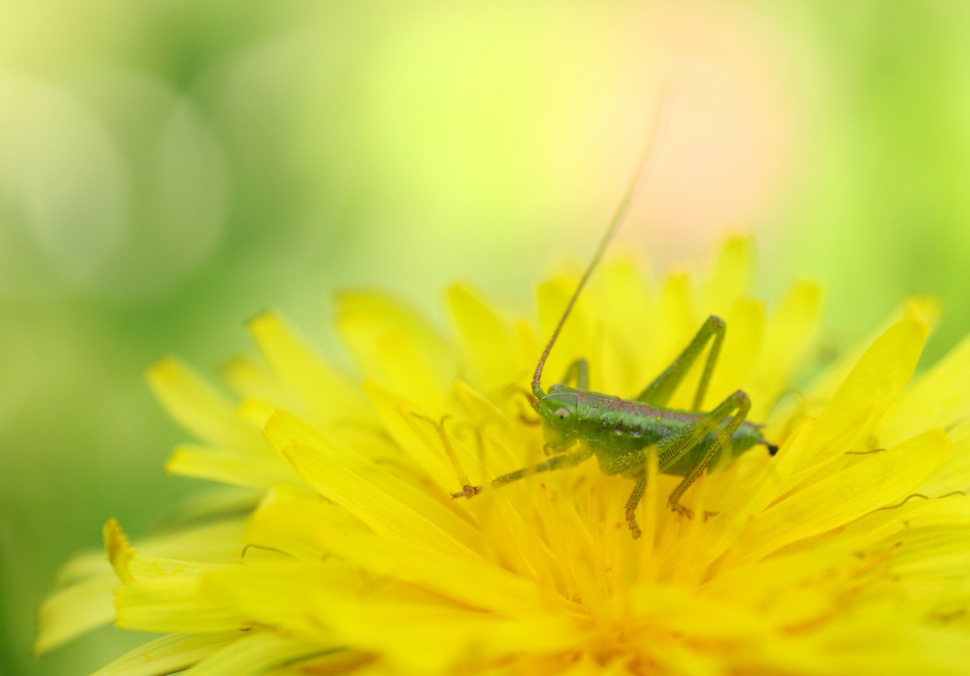 タンポポ布団