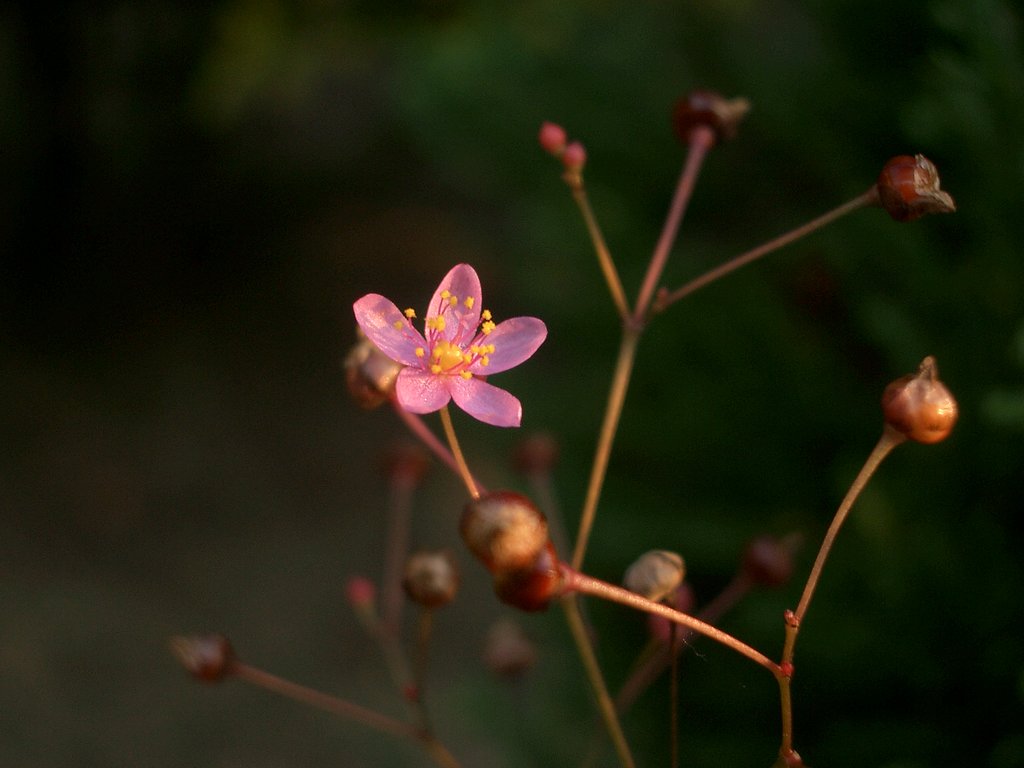 元気