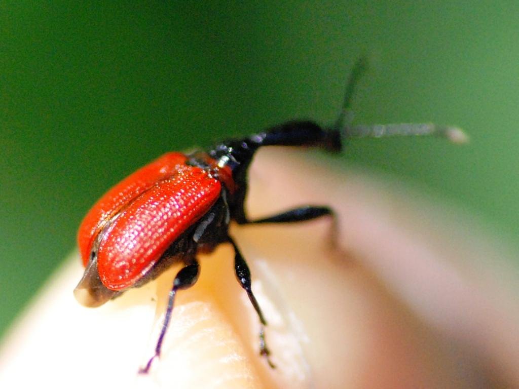 セアカヒメオトシブミ